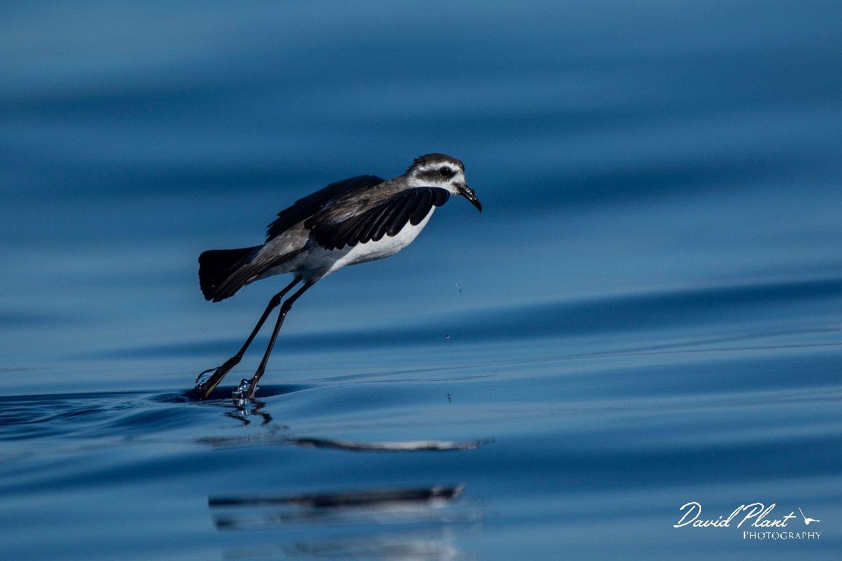 DPPhotography - Maderia - White-faced storm-petrel - Y.jpg - White-faced storm-petrel - Ocean SE of Madeira, Madeira