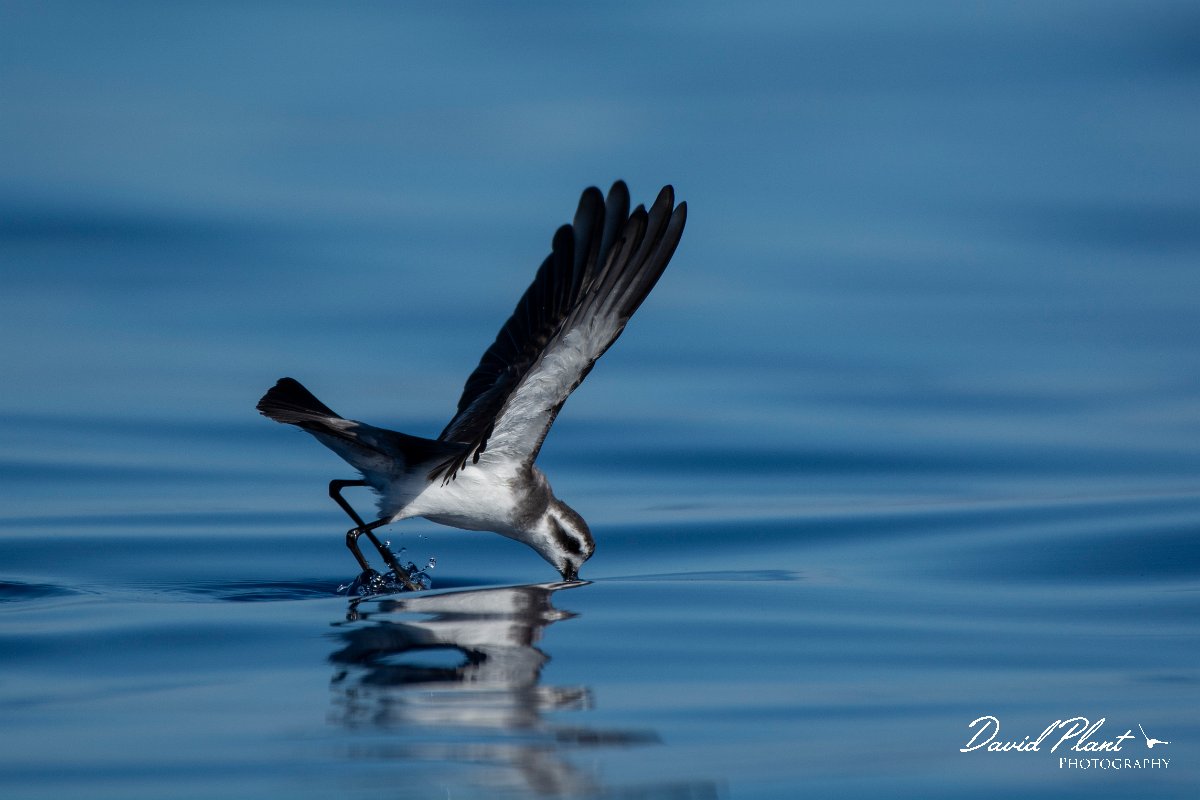 DPPhotography - Maderia - White-faced storm-petrel - Z.jpg - White-faced storm-petrel - Ocean SE of Madeira, Madeira