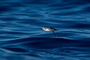DPPhotography - Maderia - White-faced storm-petrel - A