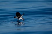 DPPhotography - Maderia - White-faced storm-petrel - AA