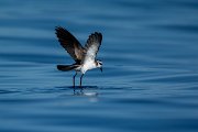 DPPhotography - Maderia - White-faced storm-petrel - AB