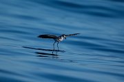 DPPhotography - Maderia - White-faced storm-petrel - AC