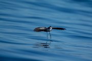 DPPhotography - Maderia - White-faced storm-petrel - AD