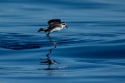 DPPhotography - Maderia - White-faced storm-petrel - AE