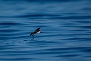 DPPhotography - Maderia - White-faced storm-petrel - AF