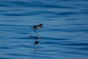 DPPhotography - Maderia - White-faced storm-petrel - AH