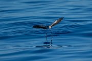 DPPhotography - Maderia - White-faced storm-petrel - AI