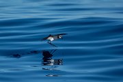DPPhotography - Maderia - White-faced storm-petrel - AJ