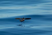 DPPhotography - Maderia - White-faced storm-petrel - AL