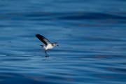 DPPhotography - Maderia - White-faced storm-petrel - AN