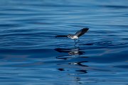 DPPhotography - Maderia - White-faced storm-petrel - AO