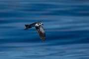 DPPhotography - Maderia - White-faced storm-petrel - AP