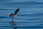 DPPhotography - Maderia - White-faced storm-petrel - AR
