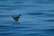 DPPhotography - Maderia - White-faced storm-petrel - AS