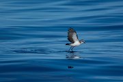 DPPhotography - Maderia - White-faced storm-petrel - AT