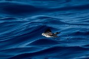 DPPhotography - Maderia - White-faced storm-petrel - C