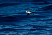 DPPhotography - Maderia - White-faced storm-petrel - D
