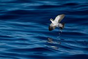 DPPhotography - Maderia - White-faced storm-petrel - E
