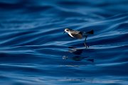 DPPhotography - Maderia - White-faced storm-petrel - G
