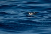 DPPhotography - Maderia - White-faced storm-petrel - H