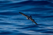 DPPhotography - Maderia - White-faced storm-petrel - I