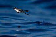 DPPhotography - Maderia - White-faced storm-petrel - J