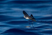 DPPhotography - Maderia - White-faced storm-petrel - K