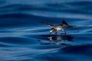 DPPhotography - Maderia - White-faced storm-petrel - L