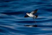 DPPhotography - Maderia - White-faced storm-petrel - M