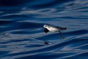 DPPhotography - Maderia - White-faced storm-petrel - N