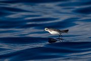 DPPhotography - Maderia - White-faced storm-petrel - O