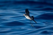 DPPhotography - Maderia - White-faced storm-petrel - Q