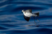 DPPhotography - Maderia - White-faced storm-petrel - R