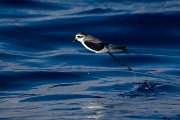 DPPhotography - Maderia - White-faced storm-petrel - S