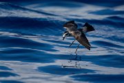 DPPhotography - Maderia - White-faced storm-petrel - T
