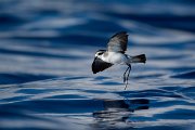 DPPhotography - Maderia - White-faced storm-petrel - U