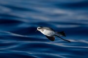 DPPhotography - Maderia - White-faced storm-petrel - V