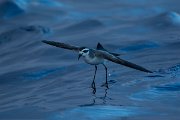 DPPhotography - Maderia - White-faced storm-petrel - W