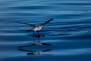 DPPhotography - Maderia - White-faced storm-petrel - X