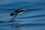 DPPhotography - Maderia - White-faced storm-petrel - Y