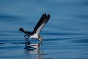 DPPhotography - Maderia - White-faced storm-petrel - Z