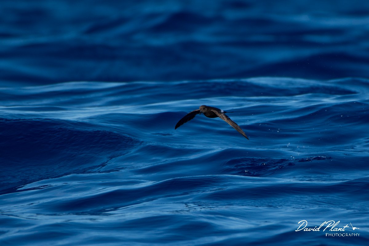DPPhotography - Maderia - Wilson's storm-petrel - A.jpg - Wilson's storm-petrel - Ocean N of Madeira, Madeira