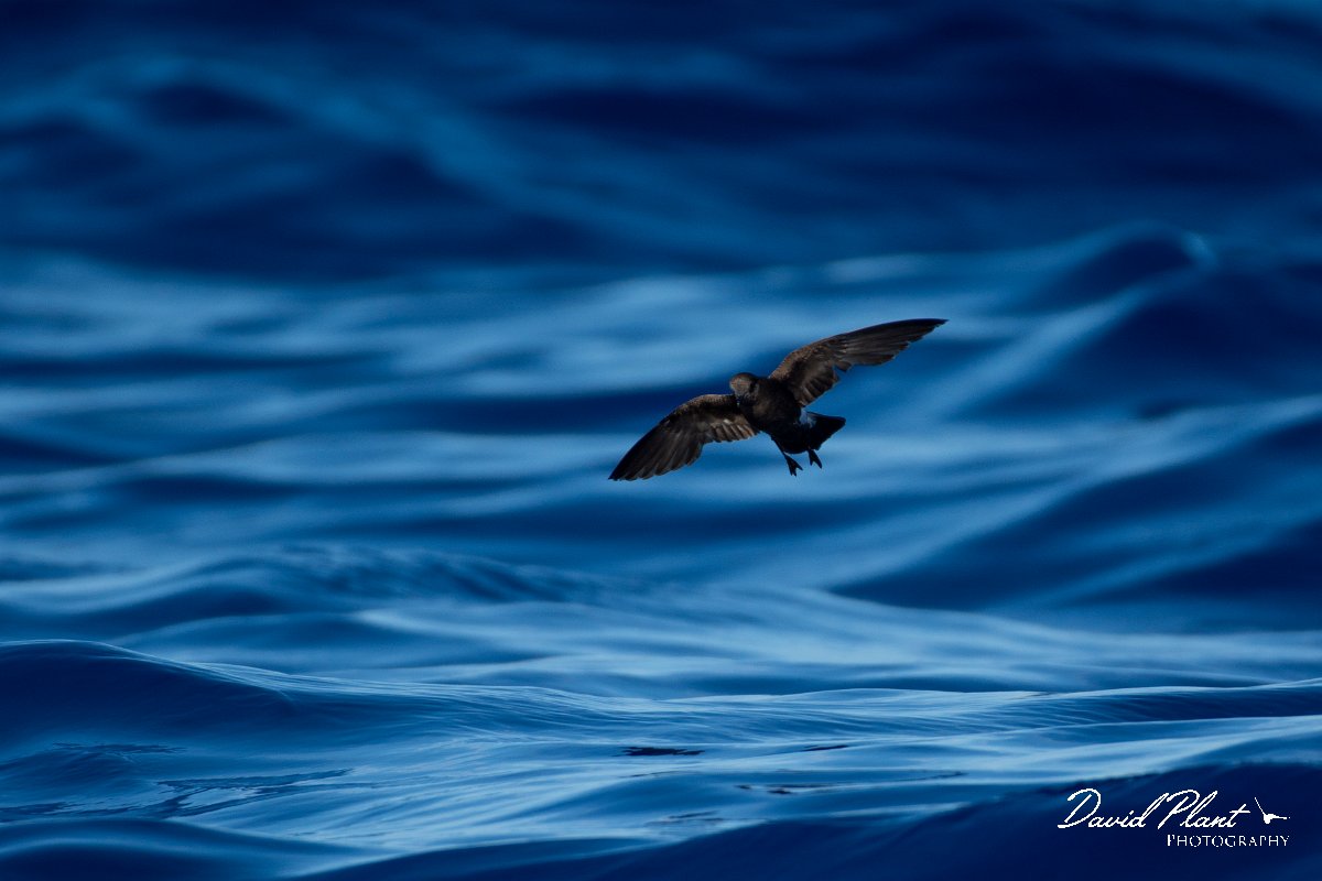 DPPhotography - Maderia - Wilson's storm-petrel - C.jpg - Wilson's storm-petrel - Ocean N of Madeira, Madeira