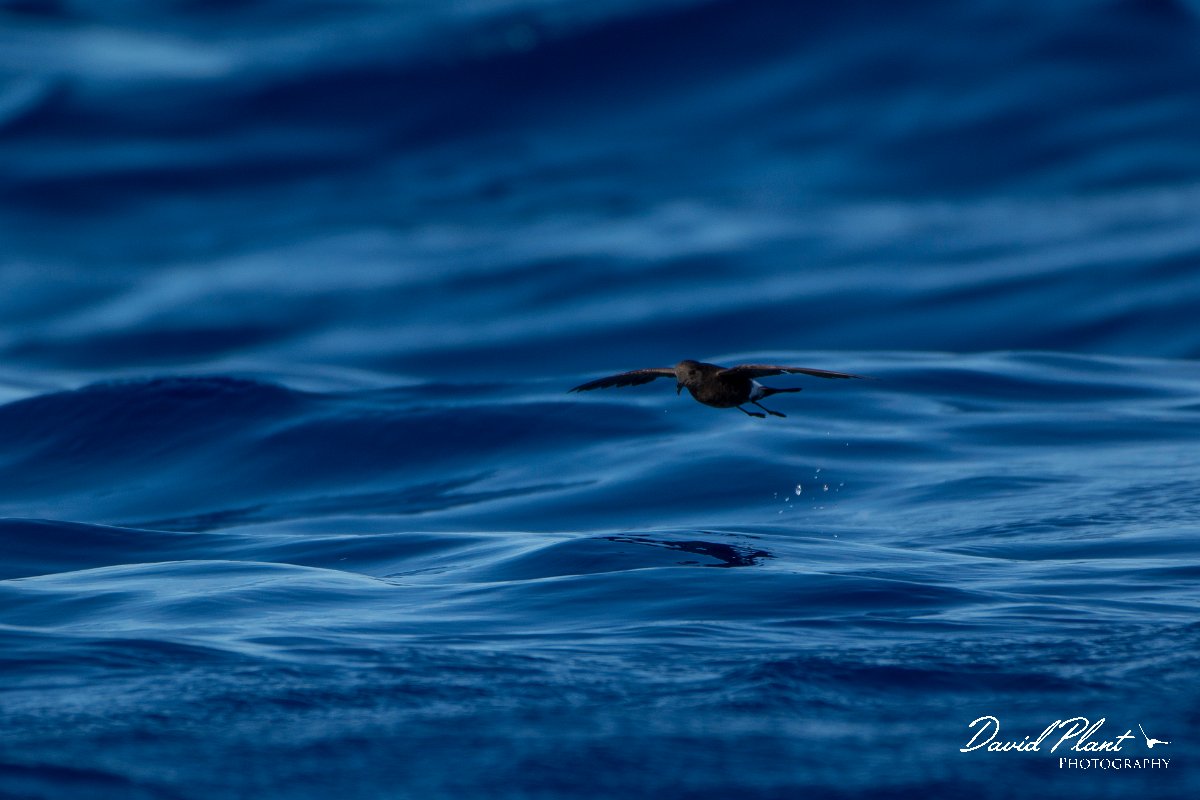 DPPhotography - Maderia - Wilson's storm-petrel - D.jpg - Wilson's storm-petrel - Ocean N of Madeira, Madeira