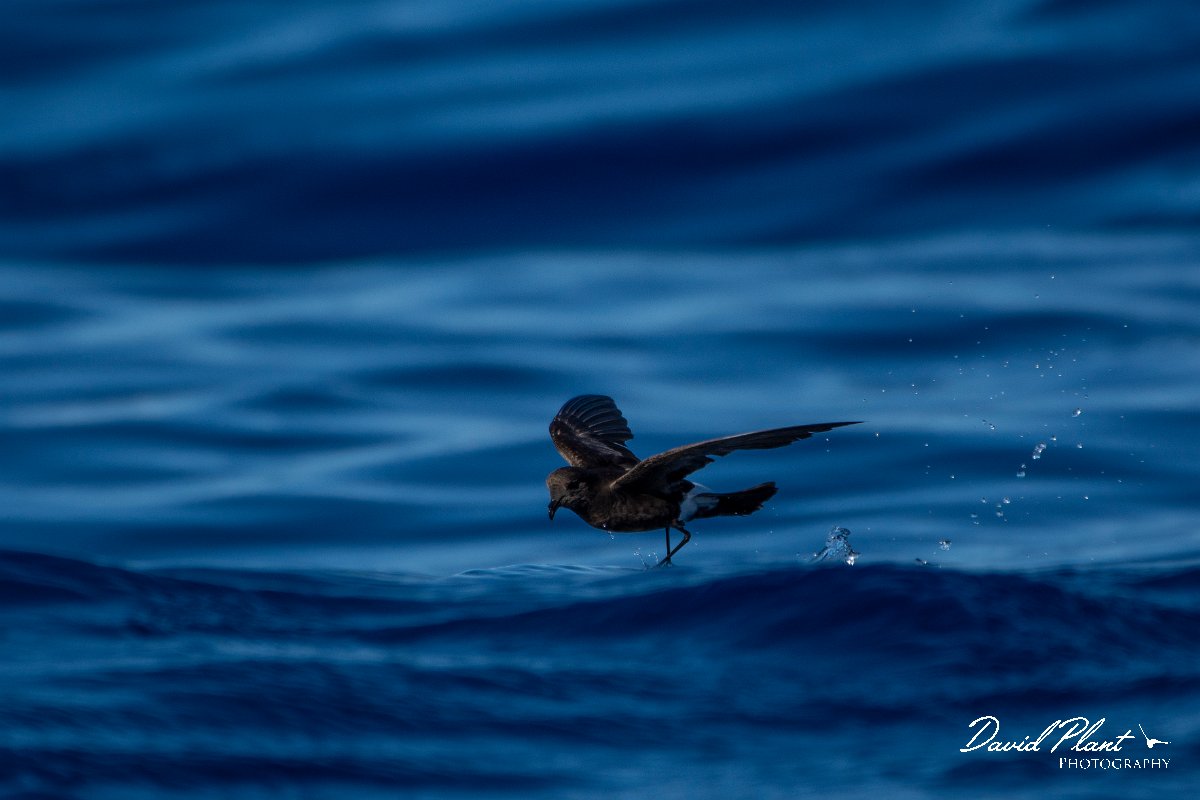 DPPhotography - Maderia - Wilson's storm-petrel - G.jpg - Wilson's storm-petrel - Ocean N of Madeira, Madeira