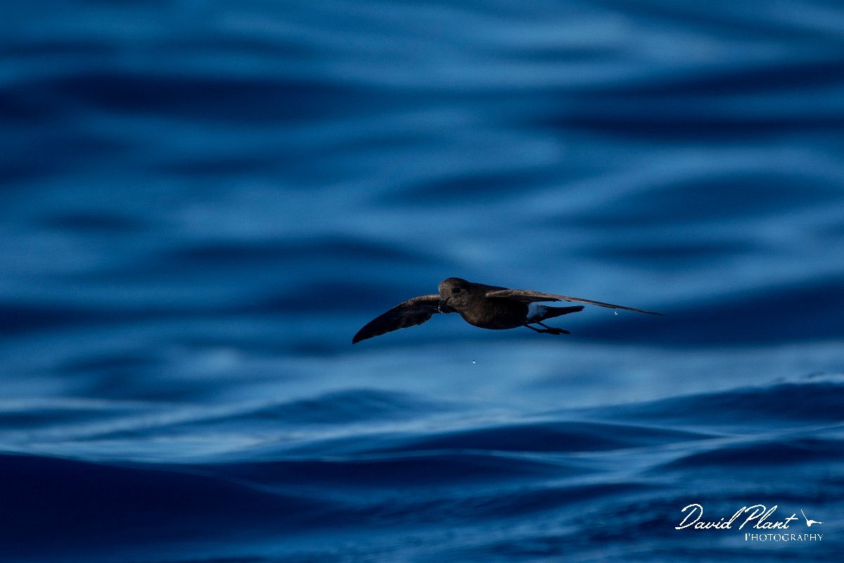 DPPhotography - Maderia - Wilson's storm-petrel - H.jpg - Wilson's storm-petrel - Ocean N of Madeira, Madeira