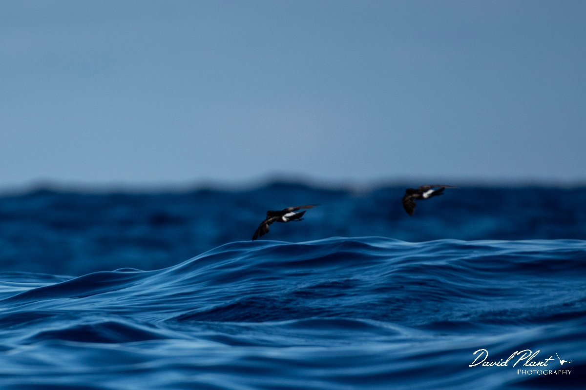 DPPhotography - Maderia - Wilson's storm-petrel - I.jpg - Wilson's storm-petrel - Ocean N of Madeira, Madeira