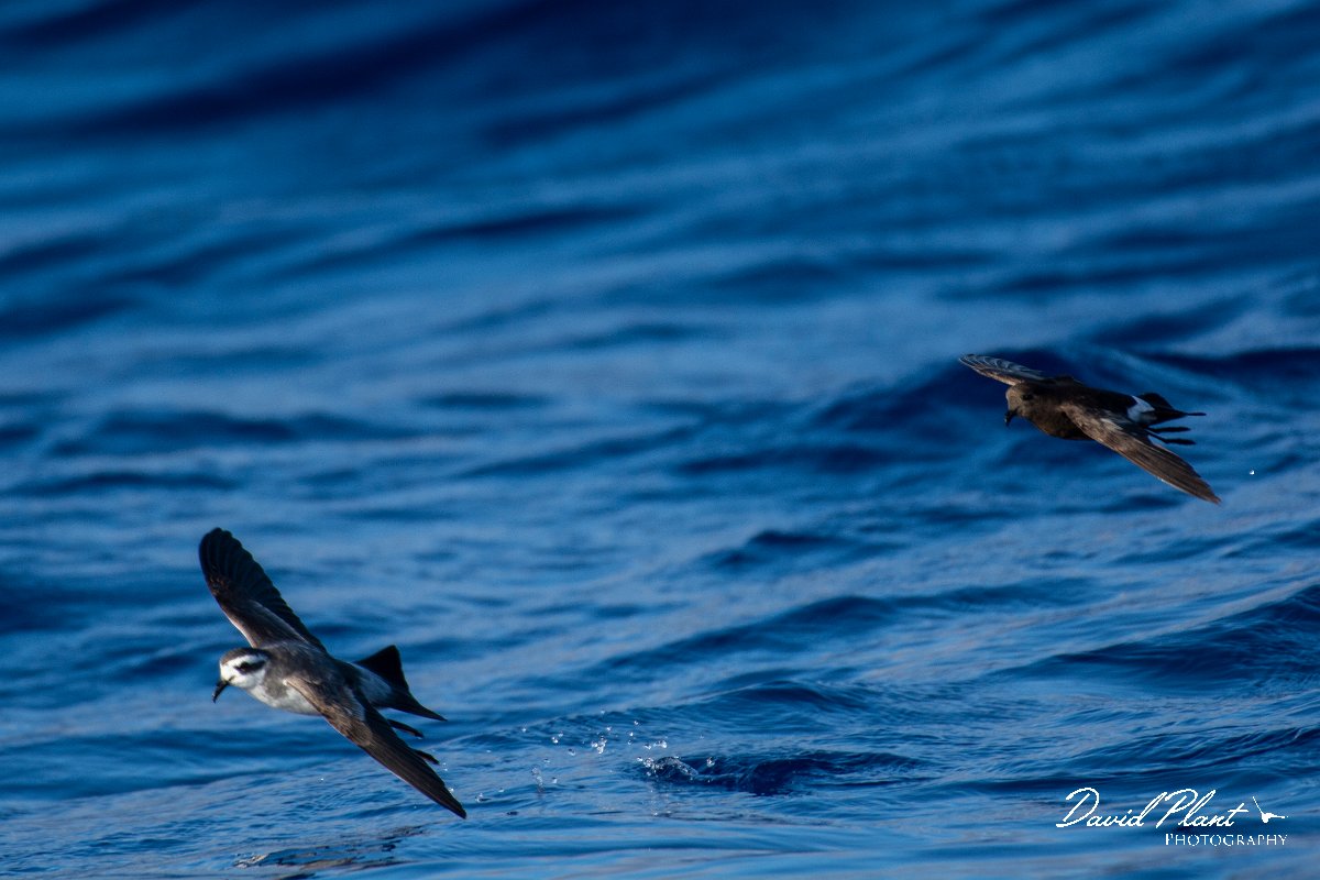 DPPhotography - Maderia - Wilson's storm-petrel - O.jpg - Wilson's storm-petrel - Ocean N of Madeira, Madeira