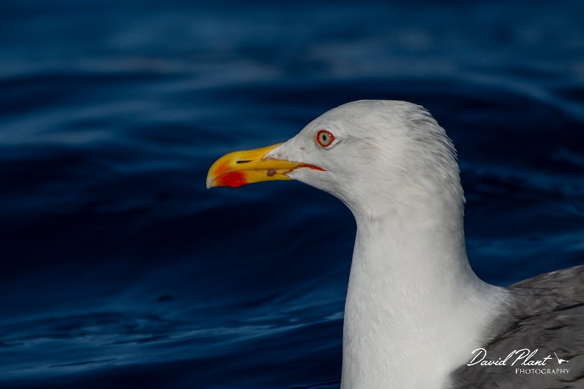 DPPhotography - Maderia - Yellow-legged gull - D.jpg - Yellow-legged gull - Ocean N of Madeira, Madeira