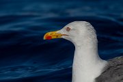 DPPhotography - Maderia - Yellow-legged gull - D